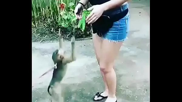 Suuret Monkey flashed girl's boobs megavideot